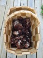/album/kuvagalleria/korvasieni-brain-mushroom-jpg/